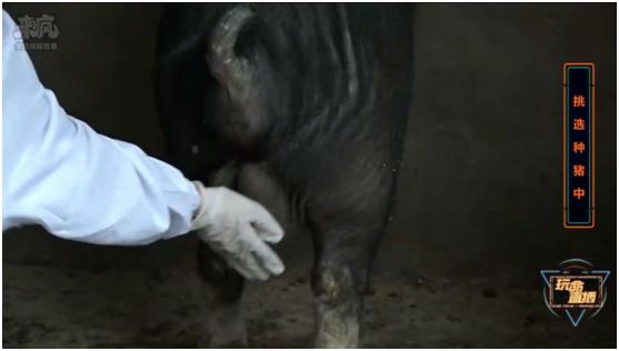 养猪场给母猪人工授精,猪场给种猪人工授精