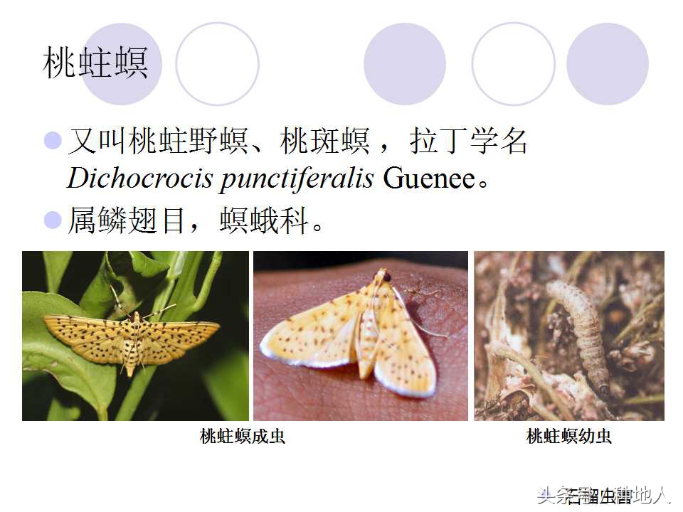 石榴虫害叶子卷曲,石榴虫害最佳防治方法