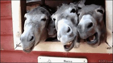 2023年十大赚钱的养殖项目,最新养殖的赚钱项目