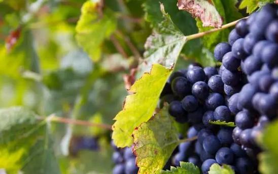 葡萄酒的功效与作用价格,葡萄酒的功效与作用营养价值介绍