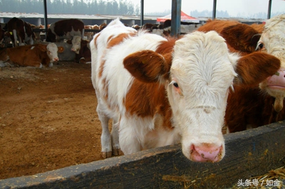 怎样护理小牛,哺乳期犊牛的饲养与管理