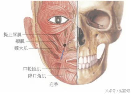 单纯性鼻炎鼻甲肥大,慢性鼻炎萎缩性鼻炎怎么导致的