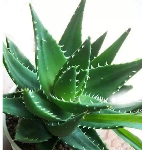 30种小植物,有大作用却很少有人知道的植物