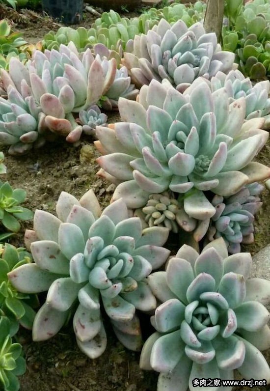 多肉品种是怎么杂交出来的,跨物种杂交成功的有哪些