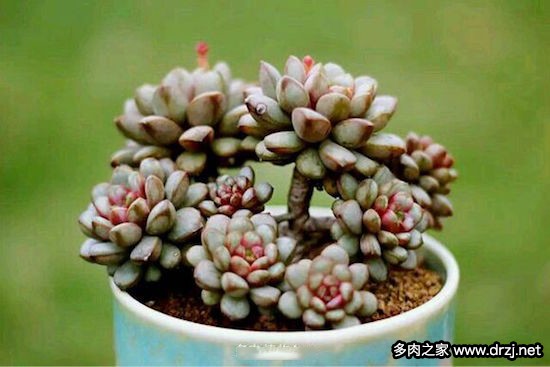 多肉品种是怎么杂交出来的,跨物种杂交成功的有哪些