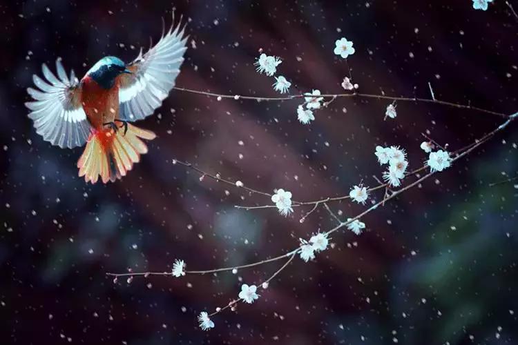 任尔东西南北风全诗隶书作品,任尔东西南北风上一句是啥