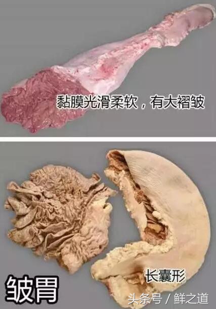 牛肚的部位分解图和吃法,牛肚养胃的做法