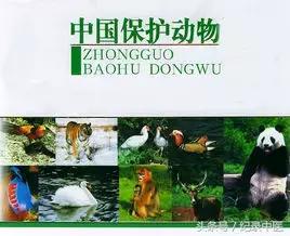 人工虎骨可以替代虎骨吗,人工虎骨可以代替天然虎骨吗