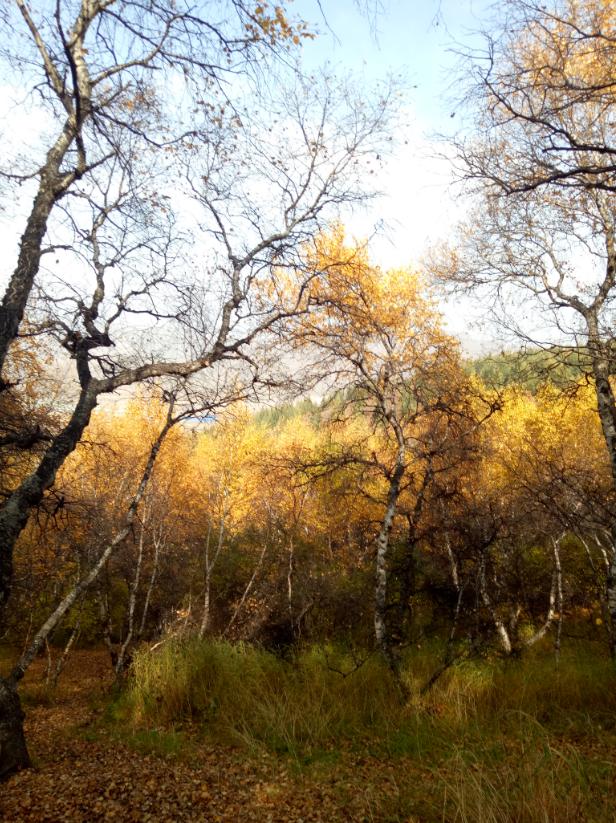 张北的草原天路之旅,张北天路攻略