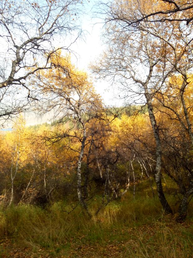 张北的草原天路之旅,张北天路攻略