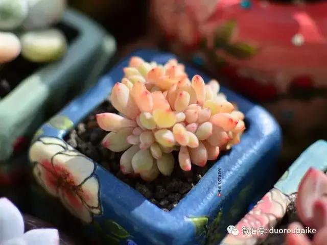 养肉路上不孤独，这些多肉趣事，你遇到过吗？