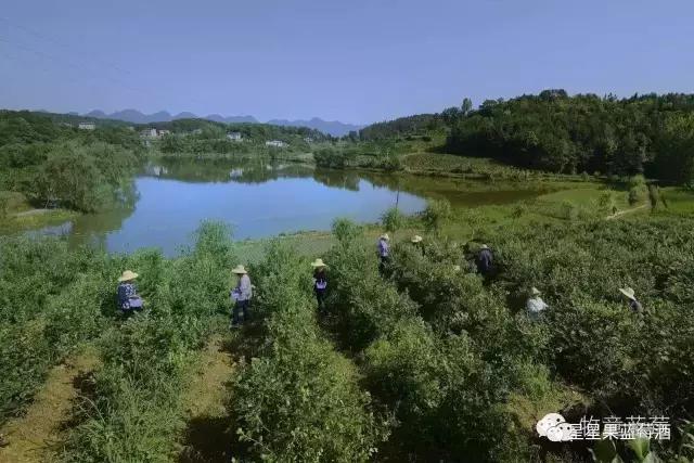 好喝的蓝莓酒营养价值,好喝的蓝莓酒