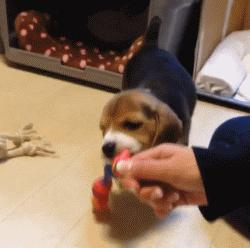 不想离婚又想有新恋爱，日本人都有“第二伴侣”？