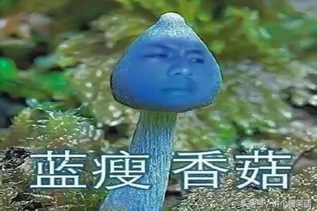 2016年十大网络流行语图集解释,2016年10大流行语公布