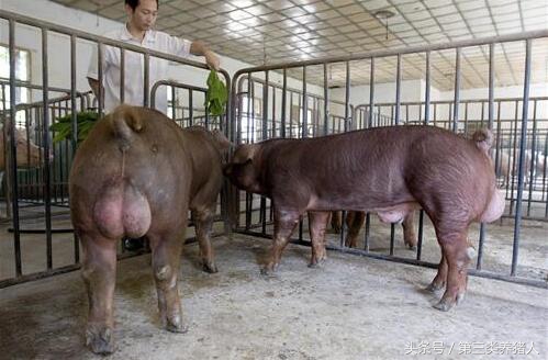 种公猪的睾丸有营养吗,种公猪饲料营养表