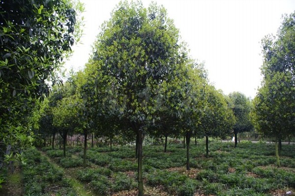 如何找到色块苗销路湖北,随州色块苗价格