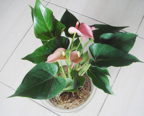 粉掌叶子发黄是怎么回事,粉掌的叶子发黄是怎么回事