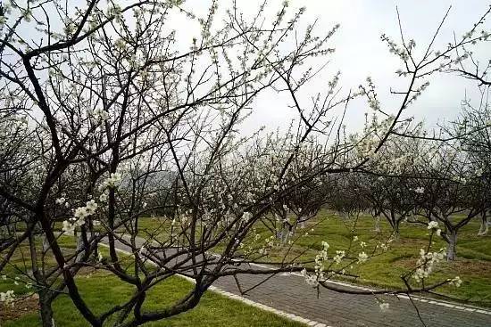 元旦跨年广州去哪玩免费,元旦去哪儿玩广州附近