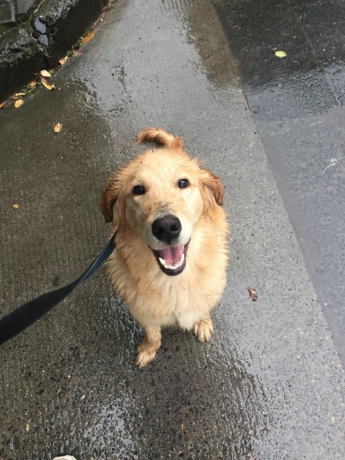 养只金毛有什么好处,养一只金毛真实感受