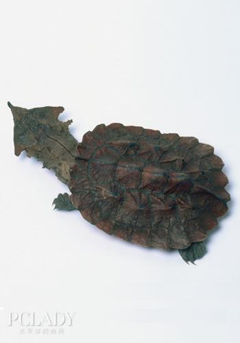 宠物大全:鳄龟的详细资料