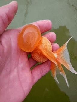 罕见皇冠珍珠，极品观赏鱼！肉瘤大小和价格关系解读