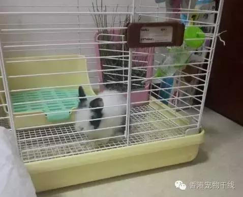 怎样才能让兔兔喜欢你,怎么让兔兔爱上你