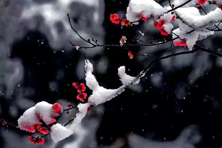 任尔东西南北风全诗隶书作品,任尔东西南北风上一句是啥