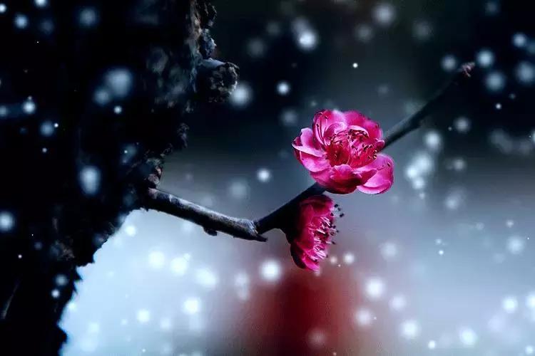 任尔东西南北风全诗隶书作品,任尔东西南北风上一句是啥