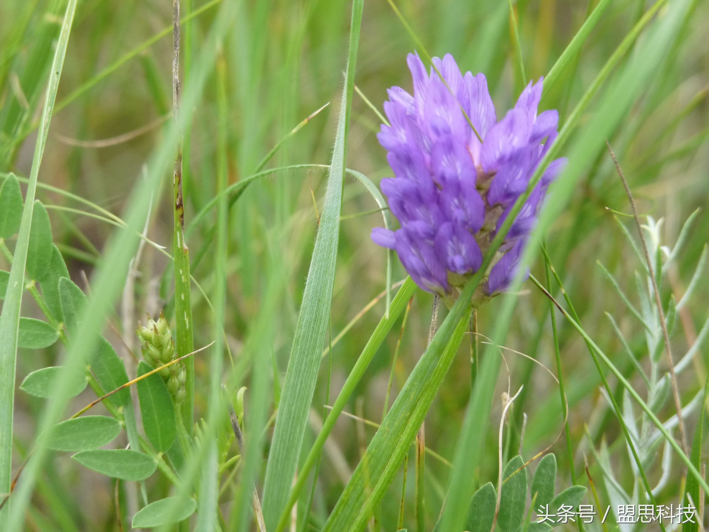 我的旅行记内蒙古,我的旅行日志完整版
