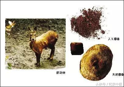人工虎骨可以替代虎骨吗,人工虎骨可以代替天然虎骨吗