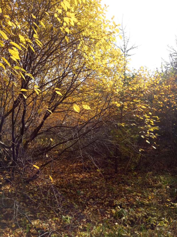 张北的草原天路之旅,张北天路攻略