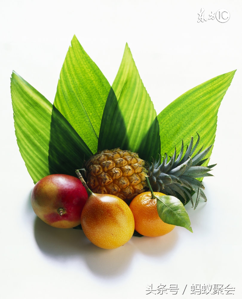 胎儿每月发育过程及营养情况,胎儿脑神经发育所需营养