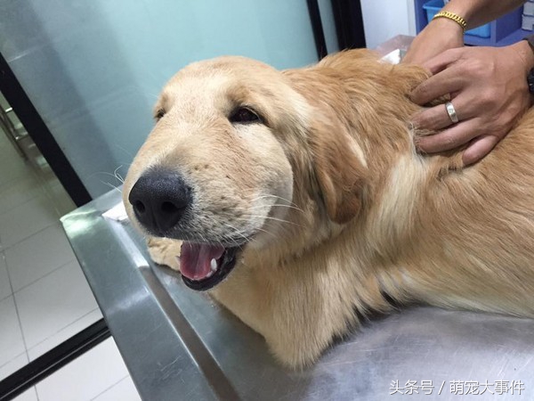 被蜜蜂蜇的狗狗原视频,黑狗狗被蜜蜂蜇了