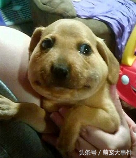 被蜜蜂蜇的狗狗原视频,黑狗狗被蜜蜂蜇了