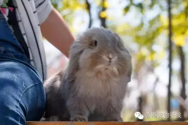 如何让兔兔躺在你怀里,如何让兔兔愿意让你抱