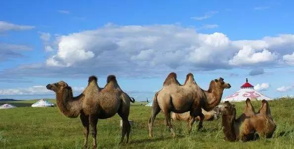 土澳的餐桌上不止有袋鼠肉了，负鼠，骆驼，驴子马肉统统上线了！