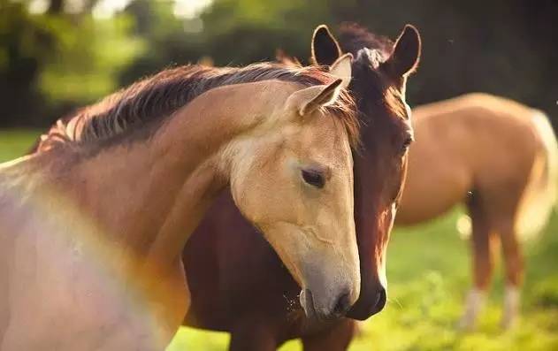 土澳的餐桌上不止有袋鼠肉了，负鼠，骆驼，驴子马肉统统上线了！
