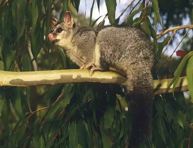 土澳的餐桌上不止有袋鼠肉了，负鼠，骆驼，驴子马肉统统上线了！