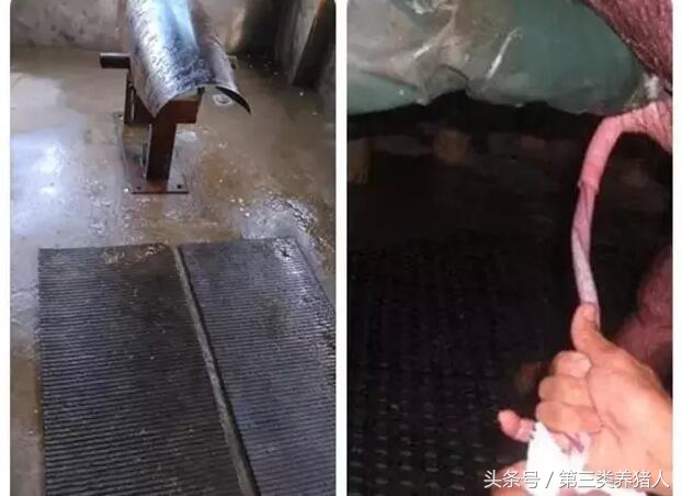 种公猪的睾丸有营养吗,种公猪饲料营养表