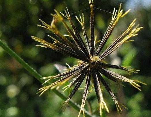 乡下粘人的草有哪些,粘人草有什么功效治什么病