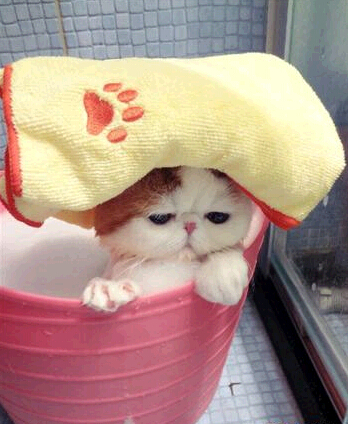 如何给猫洗澡教程,如何给猫洗澡不伤人
