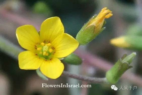 新年赏国花,世界各地最美的国花