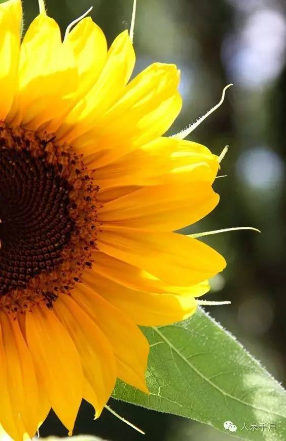 新年赏国花,世界各地最美的国花