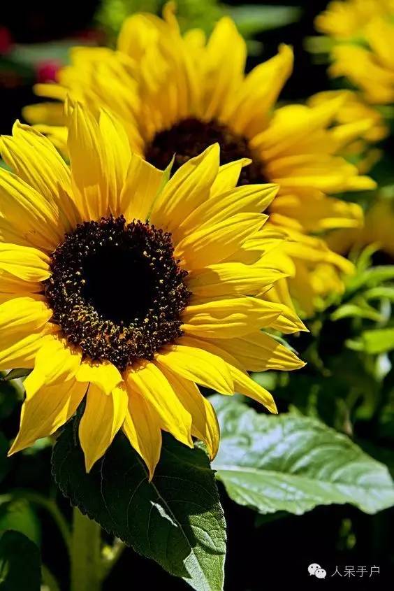 新年赏国花,世界各地最美的国花