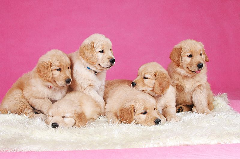 金毛犬高智商的5个表现,高智商的金毛犬视频