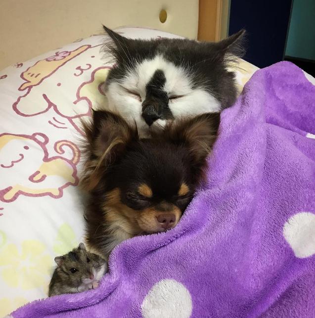 小仓鼠可以和狗猫兔子一起生活吗,可爱的小仓鼠和猫能成好朋友吗