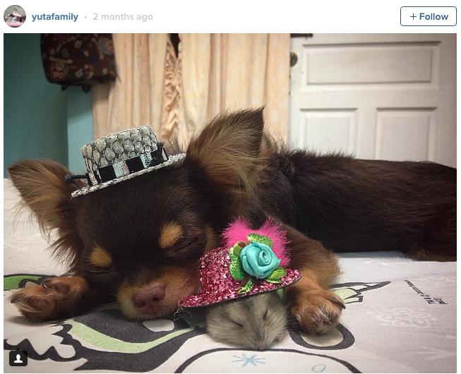 小仓鼠可以和狗猫兔子一起生活吗,可爱的小仓鼠和猫能成好朋友吗