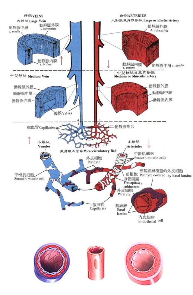 种完“草莓”不想虐狗?3min去除吻痕技能get√