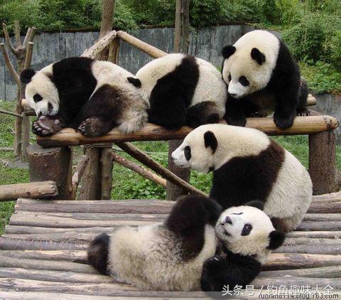 熊猫在熊类战斗力排名,熊猫战斗力有多强野外遇见老虎