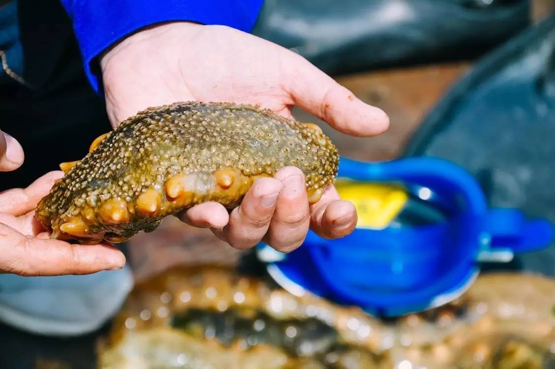 清新的蓝色有着大海的气息,如果蓝色